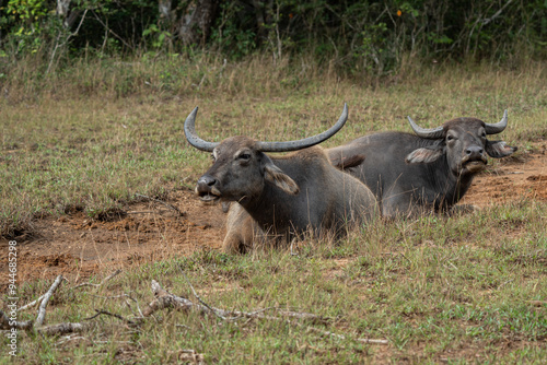 Water Buffalos in the Yala Nationalpark in Sri Lanka