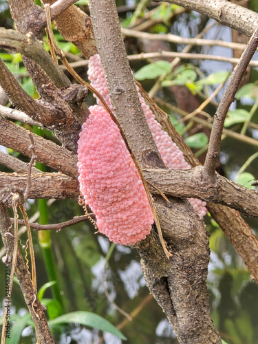 the pink eggs of pond snail in a tree photo