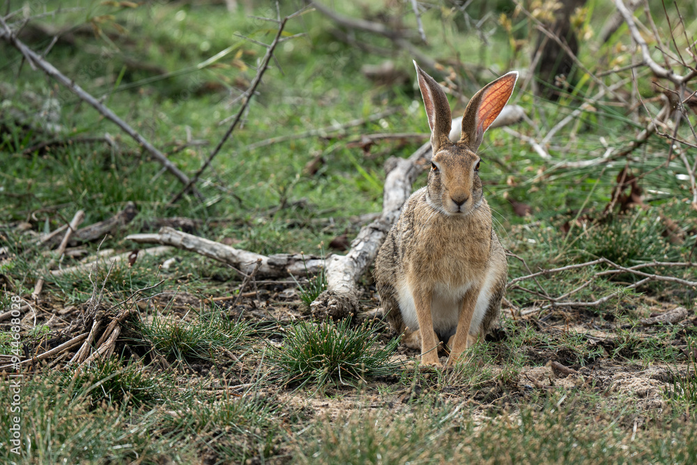 Fototapeta premium Rabbit standing and watching on ground with flat light 