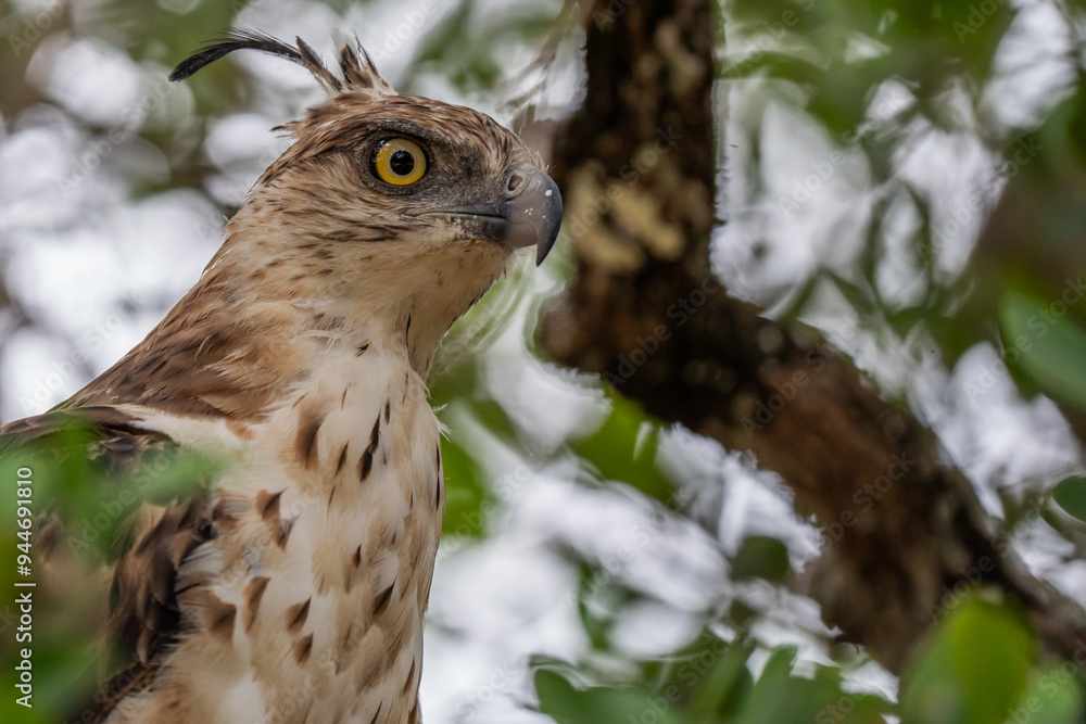Fototapeta premium Crested serpent eagle perched on branch