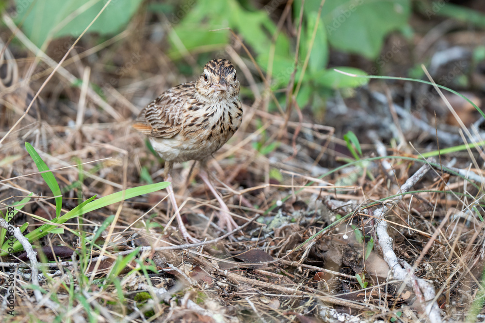Fototapeta premium A Bush Lark perching on ground and looking back