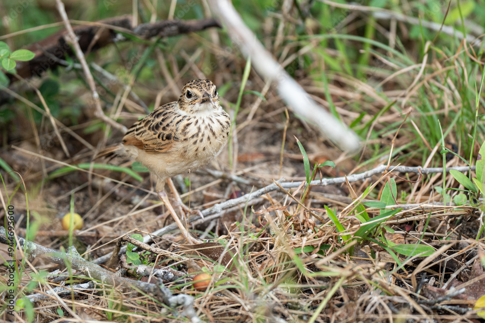A Bush Lark perching on ground and looking back A Bush Lark perching on ground and looking back
