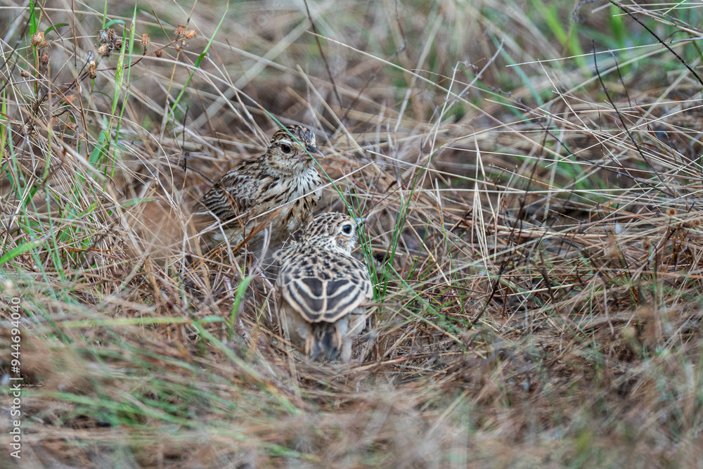 A Bush Lark perching on ground and looking back A Bush Lark perching on ground and looking back