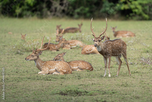 Spotted deer or axis deer in nature habitat. Deer herd grazing on meadow. photo