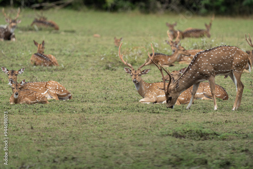 Spotted deer or axis deer in nature habitat. Deer herd grazing on meadow. photo