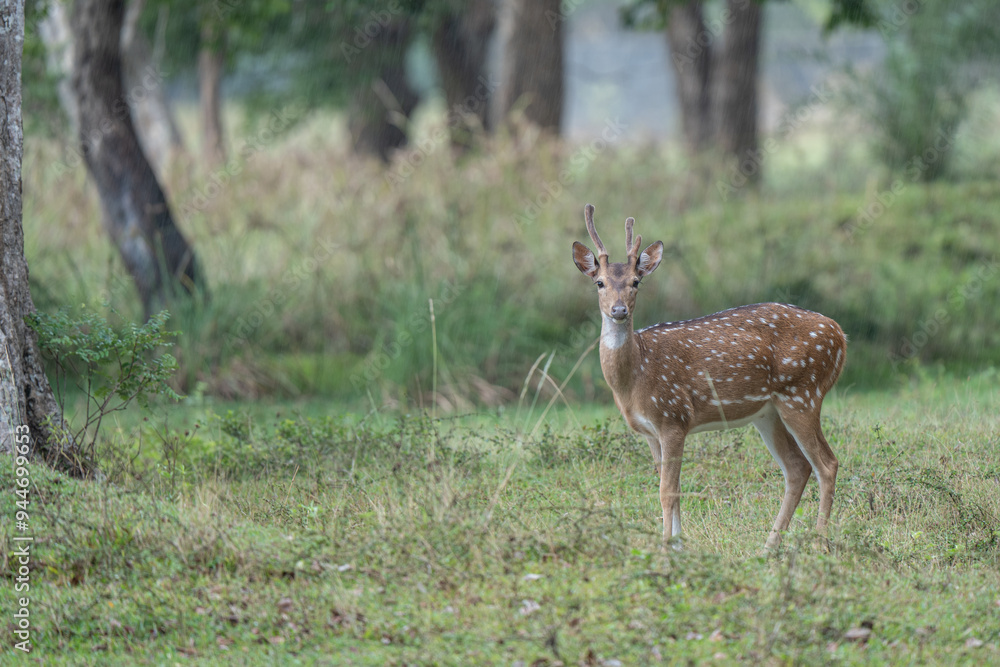 Wild Spotted deer in Yala National park, Sri Lanka Wild Spotted deer in Yala National park, Sri Lanka