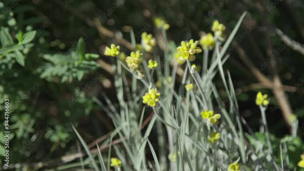 Australian native bushland and Flora Australian native bushland and Flora