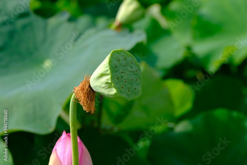 Receptacle of lotus flower in summer photo