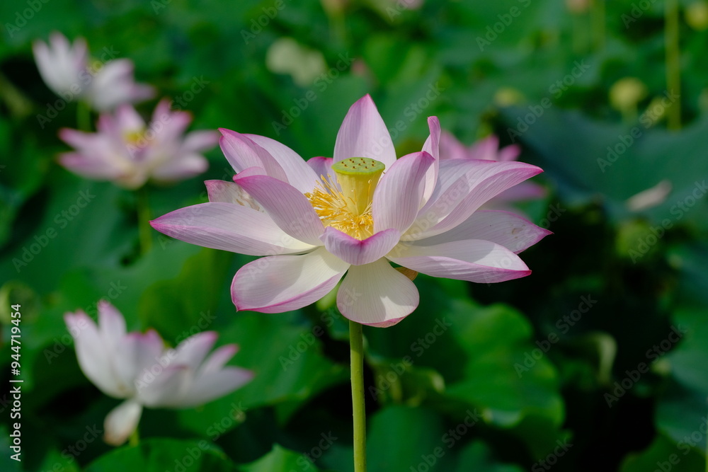 pink lotus in full blooming pink lotus in full blooming