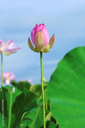 Landscape with lotus flower buds