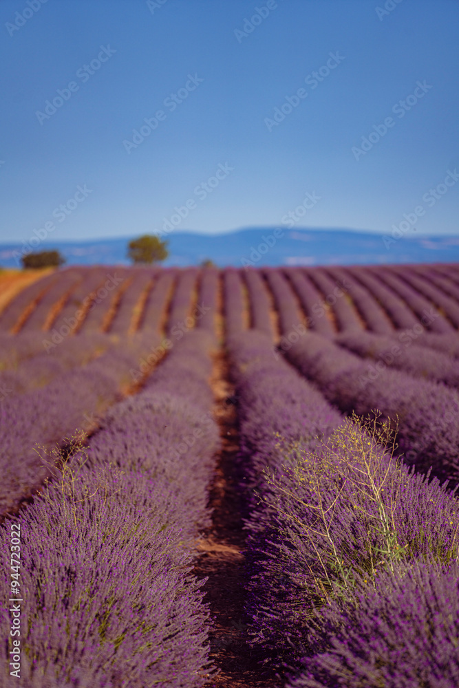 Fototapeta premium The lavender fields in Provence, France.
