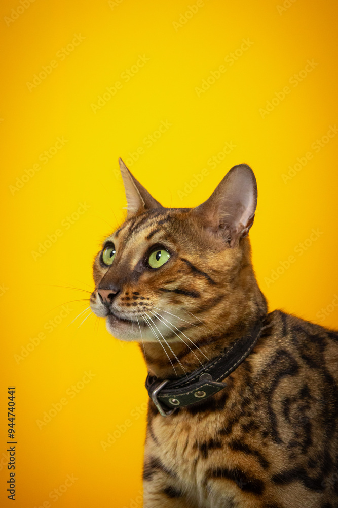 Bengal cat photography portrait on yellow background
