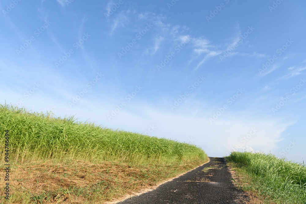 Fototapeta premium road in the field