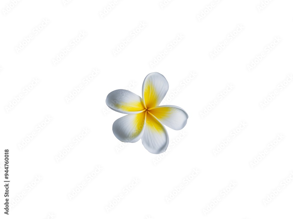 white frangipani isolated on a background white frangipani isolated on a background