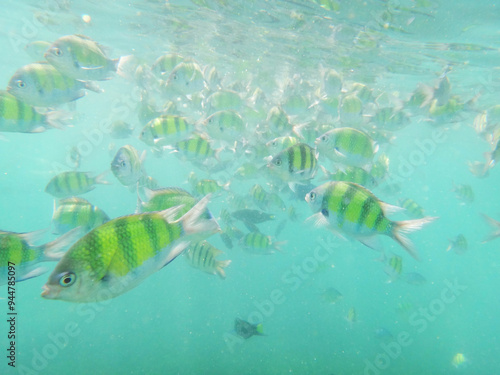 Sergeant major fish school underwater looking at you, snorkeling on Phuket in Thailand