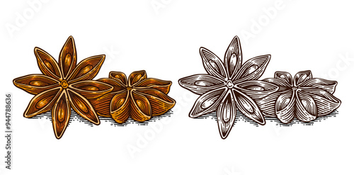 Hand Drawn Star Anise, Line Art Engraving Style Vector Illustration, Monochrome and Color Versions