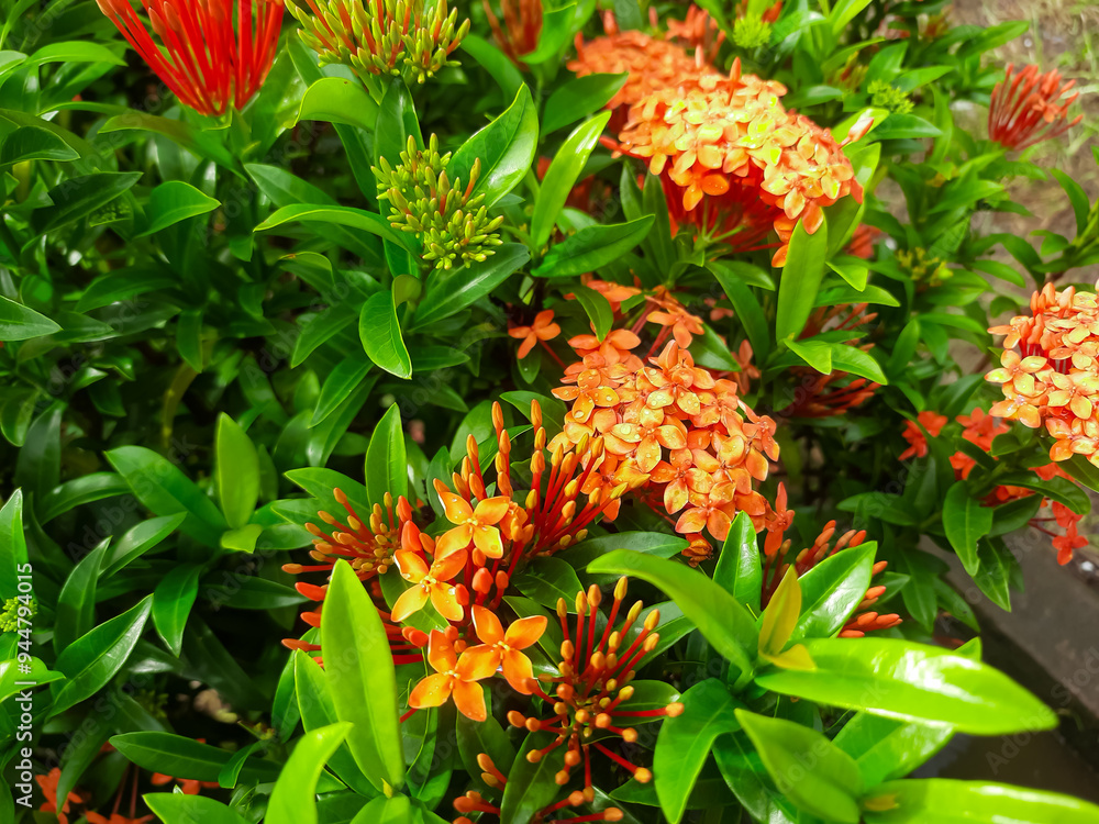 the beauty of the Ashoka flower with the Latin name Ixora chinensis after it rains the beauty of the Ashoka flower with the Latin name Ixora chinensis after it rains
