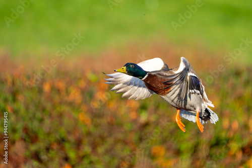 Drake Mallard Flushes From Marsh Pond