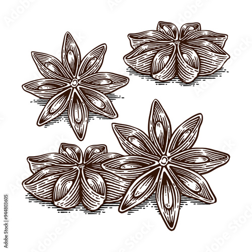 Set of Hand Drawn Star Anise, Line Art Engraving Style Vector Illustration, Monochrome and Color Versions