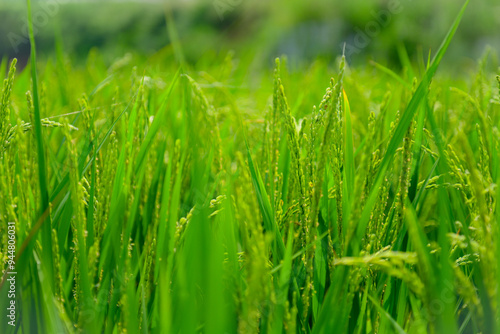 green grass background