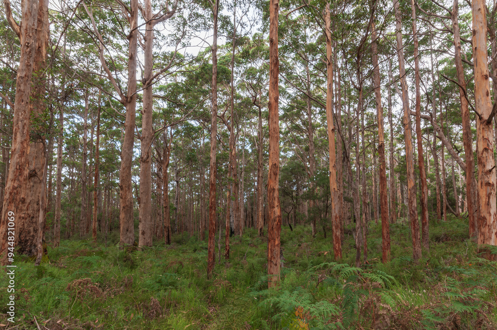 Fototapeta premium Eucalyptus forest in Western Australia, ideal for pulpwood production. Tall trees with uniform trunks rise from dense undergrowth, making area suitable for sustainable forestry and pulp industry use.