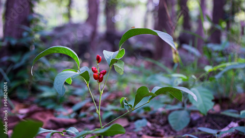 The medicinal plant Clausena harmandiana is bearing bright red ripe fruits. photo