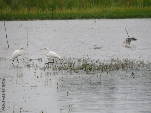 Egret and Friends