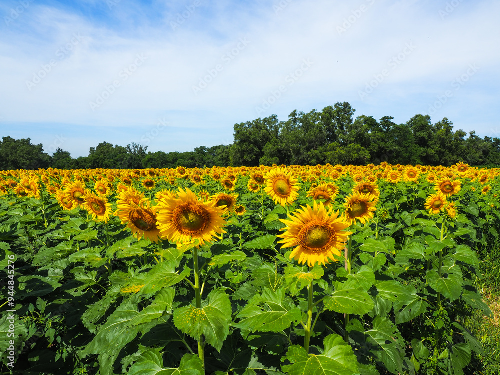Close-up of Sunflower with the blue sky and nature background.