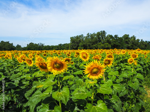 Obraz na płótnie Close-up of Sunflower with the blue sky and nature background. w salonie