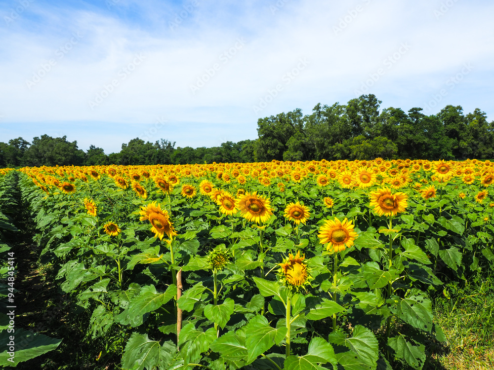 Close-up of Sunflower with the blue sky and nature background.