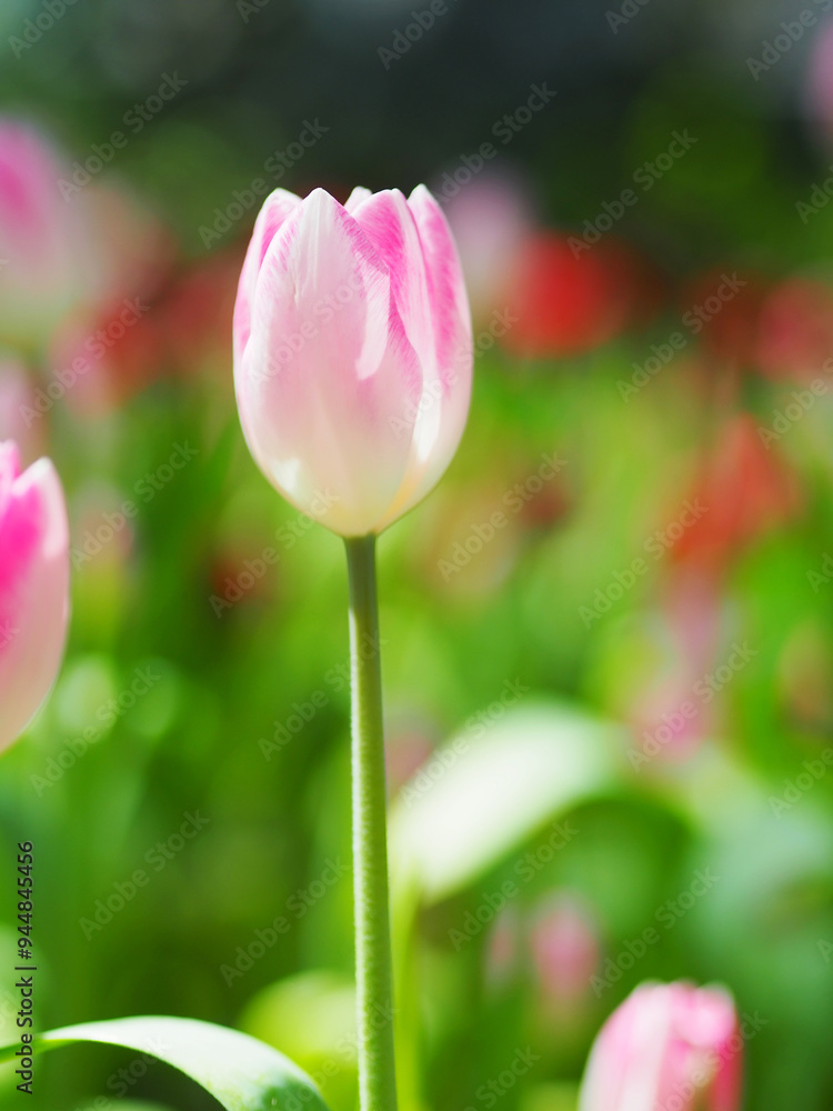 Close-up of Tulip flower with the nature background.