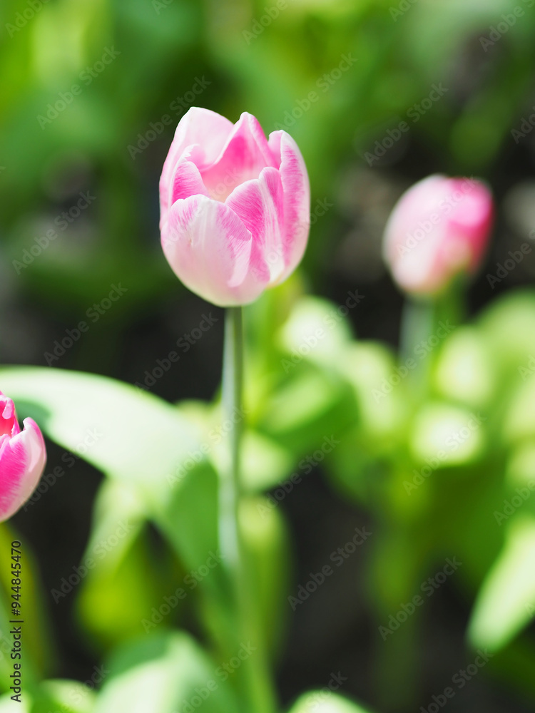 Close-up of Tulip flower with the nature background.