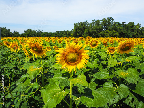 Obraz na płótnie Close-up of Sunflower with the blue sky and nature background. w salonie