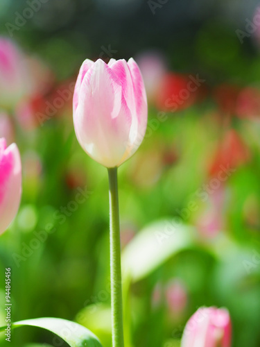Obraz na płótnie Close-up of Tulip flower with the nature background. w salonie