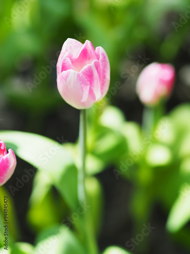 Obraz na płótnie Close-up of Tulip flower with the nature background. w salonie
