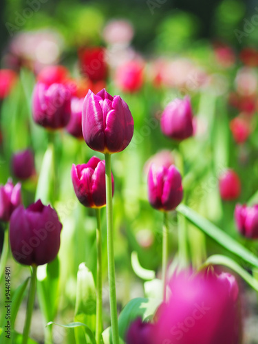 Obraz na płótnie Close-up of Tulip flower with the nature background. w salonie