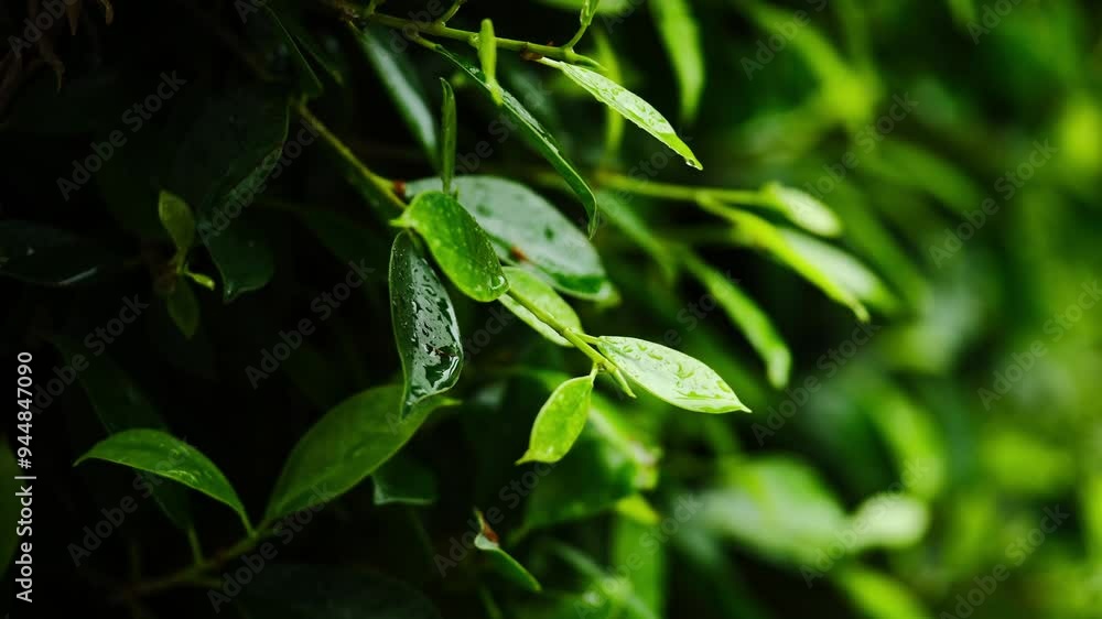 Rain drops fall on the green leaves in the mixed forest. green deciduous tree The rich natural ecosystem of the rainforest concept is all about conservation and natural reforestation. Rain drops fall on the green leaves in the mixed forest. green deciduous tree The rich natural ecosystem of the rainforest concept is all about conservation and natural reforestation.
