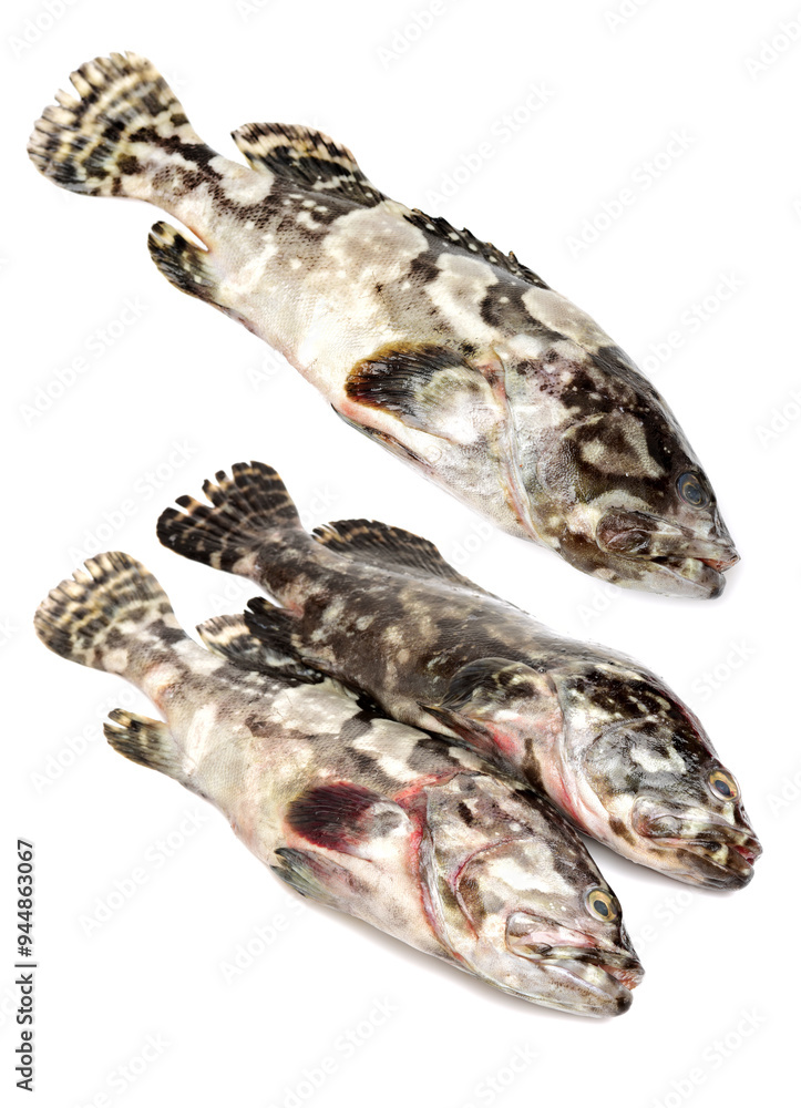 Fototapeta premium Grouper Fish on white background
