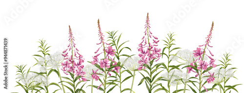 willowherb and anise, fireweed and pimpinella, field flowers, watercolor drawing wild plants at white background, floral elements, hand drawn botanical illustration photo