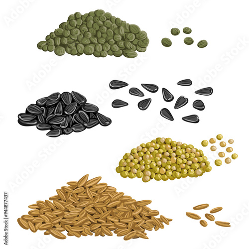 vector drawing wheat, proso millet, hemp and sunflower seeds isolated at white background, hand drawn illustration