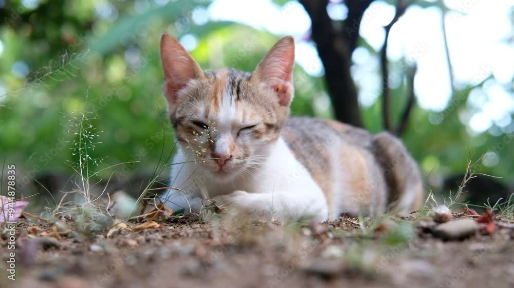 Curious cat standing in a flower field. Curious cat standing in a flower field.