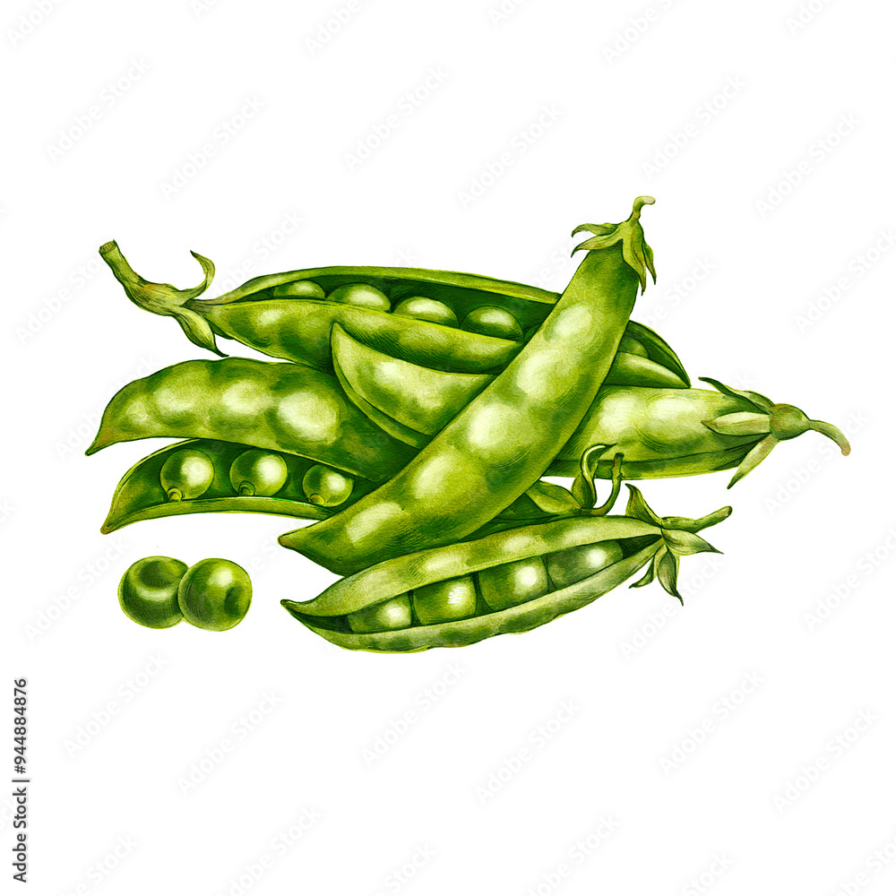 watercolor drawing green peas isolated at white background, hand drawn illustration watercolor drawing green peas isolated at white background, hand drawn illustration