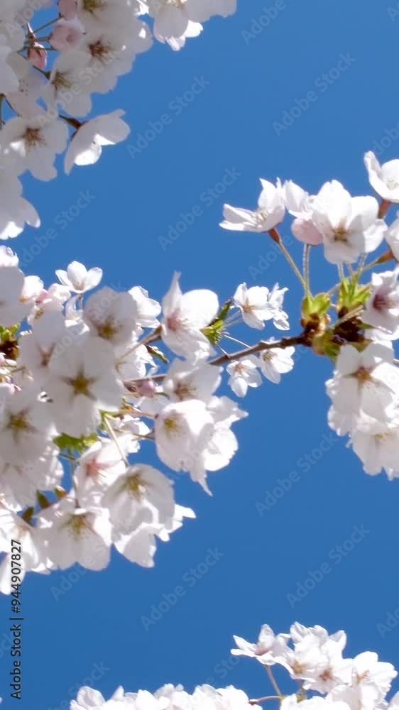Tamanawa cherry blossoms in full bloom swaying in the gentle breeze. cherry blossom Tamanawa cherry blossoms in full bloom swaying in the gentle breeze. cherry blossom