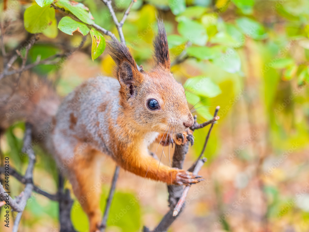 Fototapeta premium Portrait of a squirrel on a tree trunk