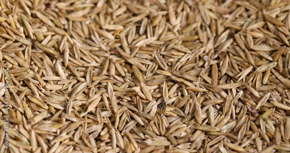 mixed seeds of perennial and annual grass for lawn, grass seeds for growing on lawn for design mixed seeds of perennial and annual grass for lawn, grass seeds for growing on lawn for design
