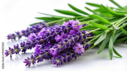 Purple lavender sprigs with green leaves isolated on a background, lavender, purple, sprigs, green, leaves, isolated