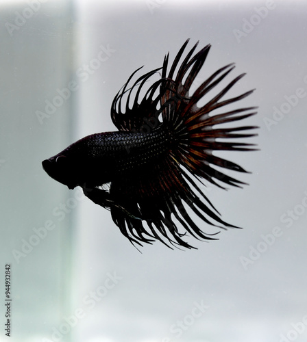 Betta fish Fancy Black Copper Crowntails from Thailand, Siamese fighting fish on isolated Grey Background photo