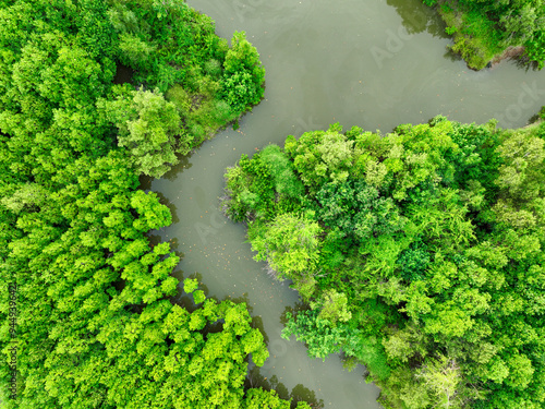 Aerial view green mangrove forest. Natural carbon sinks. Mangroves trees capture CO2. Blue carbon ecosystems. Mangroves absorb carbon dioxide emissions and mitigating global warming. Green ecosystem. photo