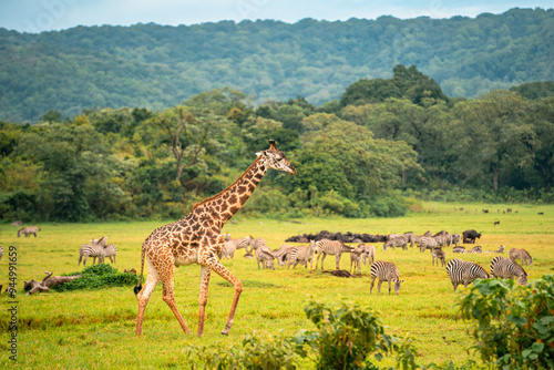 Photography Giraffe Walking, Zebras in Background