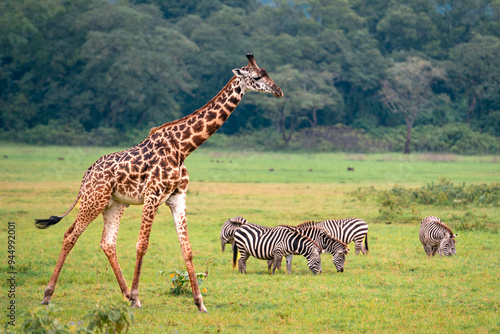 Photography Giraffe & Zebras, Arusha National Park, Tanzania